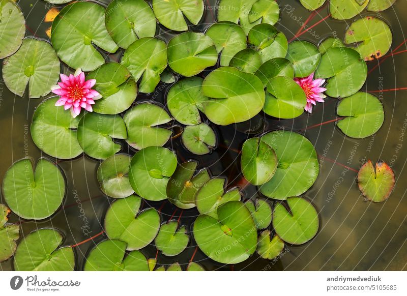 Pink water water lily with green water lilies or lotus flower Perry's in garden pond. Close-up of Nymphaea reflected on green water against sun. Flower landscape with copy space. Selective focus