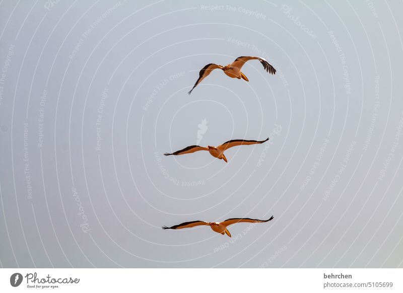 triad Sky Grand piano Impressive Flying Pelicans birds Swakopmund Walvis bay Colour photo Longing travel Wanderlust Far-off places Namibia Africa