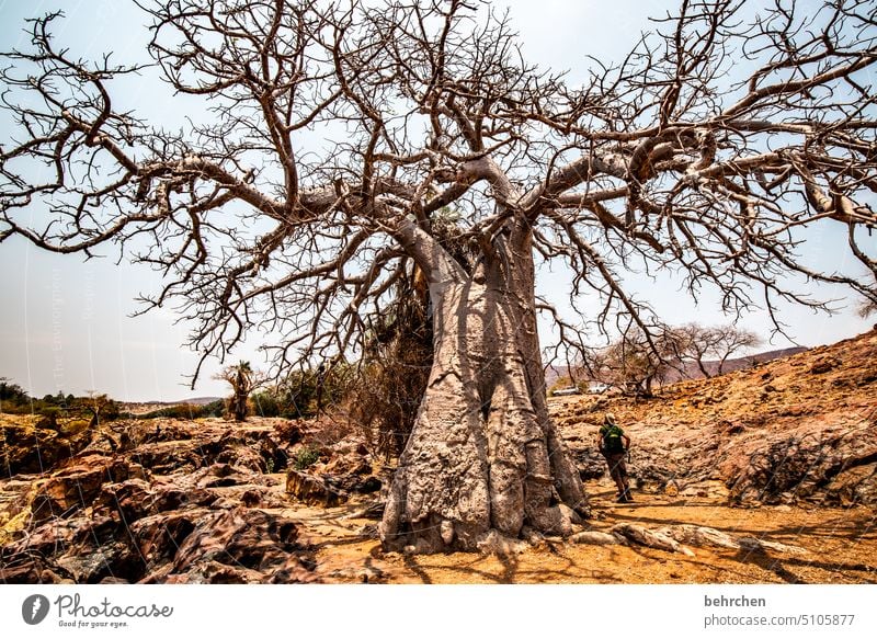 expansive Twigs and branches Exterior shot Tree trunk epupafalls Baobab tree Climate change Drought aridity Dry Far-off places Africa Colour photo Namibia
