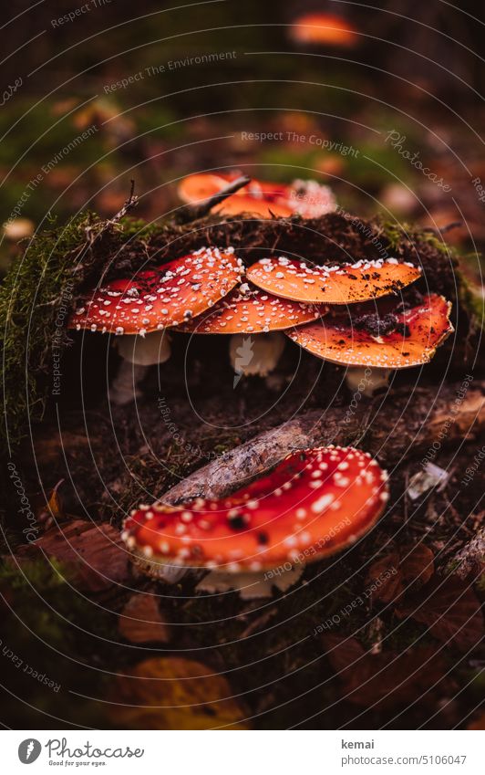 fly agarics Amanita mushroom fly agaric hat Mushroom Autumn Autumnal Ground Earth covert Moss Many Under Red White Green Forest Nature Love of nature