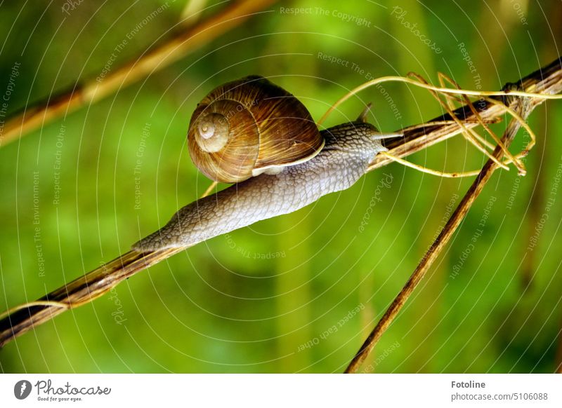 Elegant as a high-wire artist, the snail crawls over a withered stalk. Crumpet Snail shell Animal Close-up Exterior shot Slowly Slimy Shallow depth of field