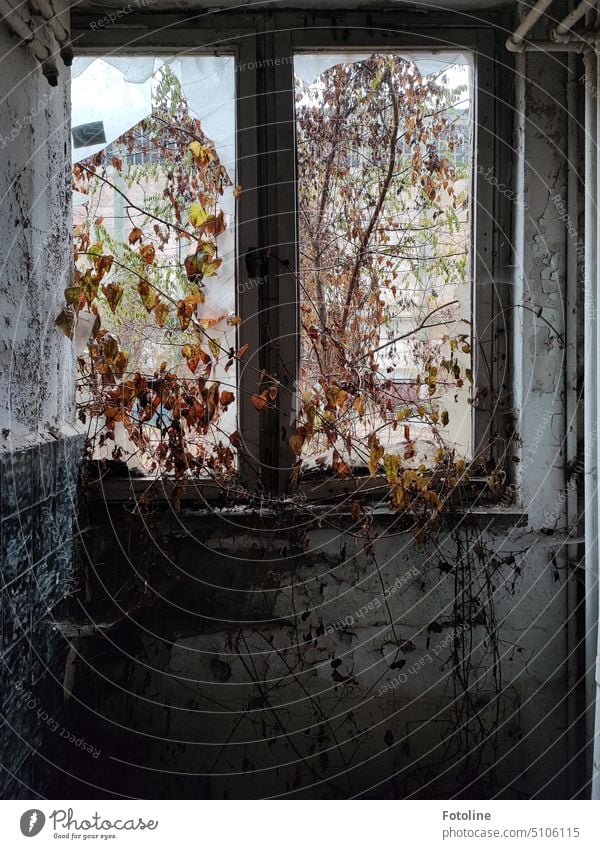 Somewhere lost. the tree is already growing through the window, whose panes are broken, the plaster is peeling from the walls and outside it is autumnally hazy. Exactly my favorite mood in Lost Places.