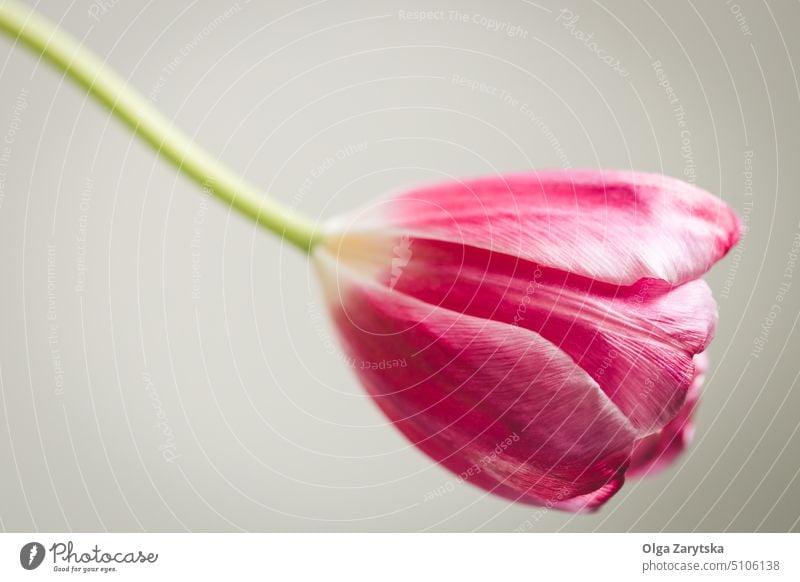 Wilted magenta tulip. pink viva flower bloom color elegant concept wilted one copy space background spring gentle