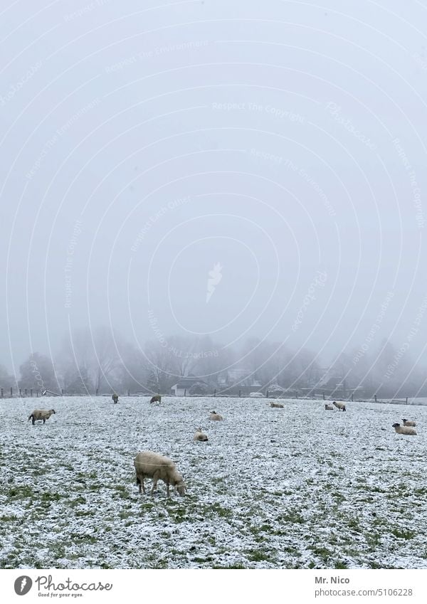Sheep cold Winter Forestry Agriculture Snow Meadow Field Flock Farm animal Group of animals Cold Frost freezing cold Willow tree Rural Country life Herd sheep