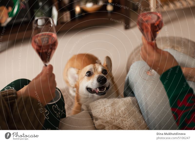 two women drinking wine and corgi dog watching. Cozy time at home. Apartment living with pet during holidays. Christmas mood. pembroke cozy friend apartment