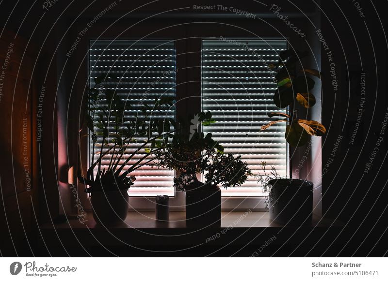 Window sill with potted plants backlit in front of window with shutter down Flat (apartment) Dark Living or residing Light Shadow Interior shot Sunlight