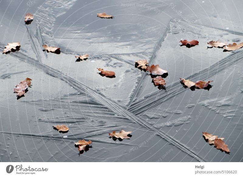 freezing - ice surface on the frozen lake with structures and withered oak leaves Ice Frozen surface ice structures Leaf Oak leaf Shriveled Lake chill Frost
