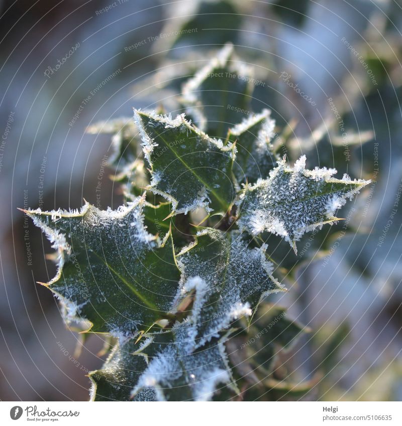 Close up of holly branch, leaves covered with hoarfrost Holly Ilex Holly branch Leaf Holly leaf Winter chill Frost Hoar frost Prongs jagged Cold Close-up