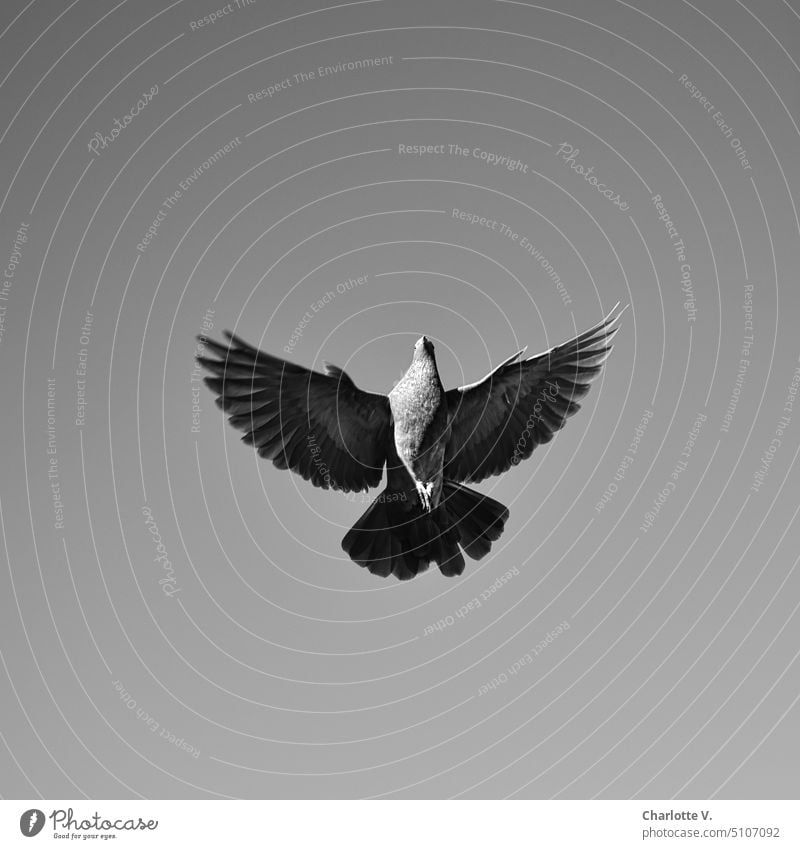 The Holy Spirit | Flying dove from below Bird flying bird Worm's-eye view Pigeon Black & white photo holy spirit Light and shadow Animal Day Exterior shot