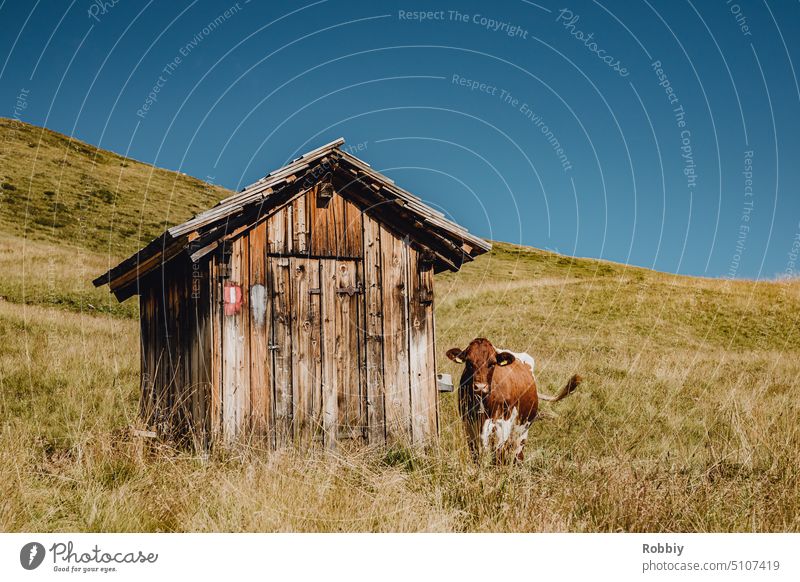 A cow next to a small hut in the Alps Cow Cattle Hut Flake Alpine pasture alpine meadow cow meadow mountains Mountain meadow Agriculture Austria