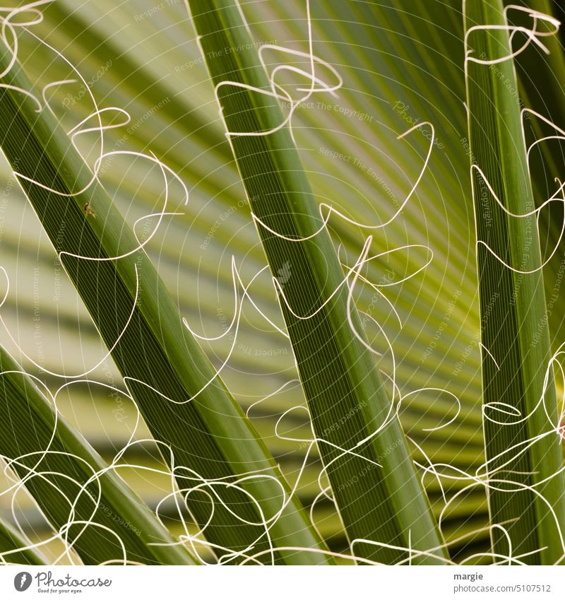 Exotic palm leaf Palm tree Leaf Plant Palm frond Exterior shot Deserted Colour photo Tree Foliage plant Close-up threads fallen leaf Green Detail