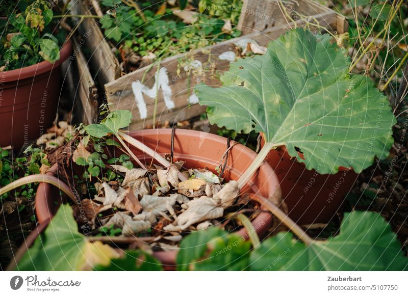 Urban gardening - rhubarb plant in clay pot, behind it bed in box Rhubarb Clay pot Garden urban Crate Garden Bed (Horticulture) Plant Vegetable Food