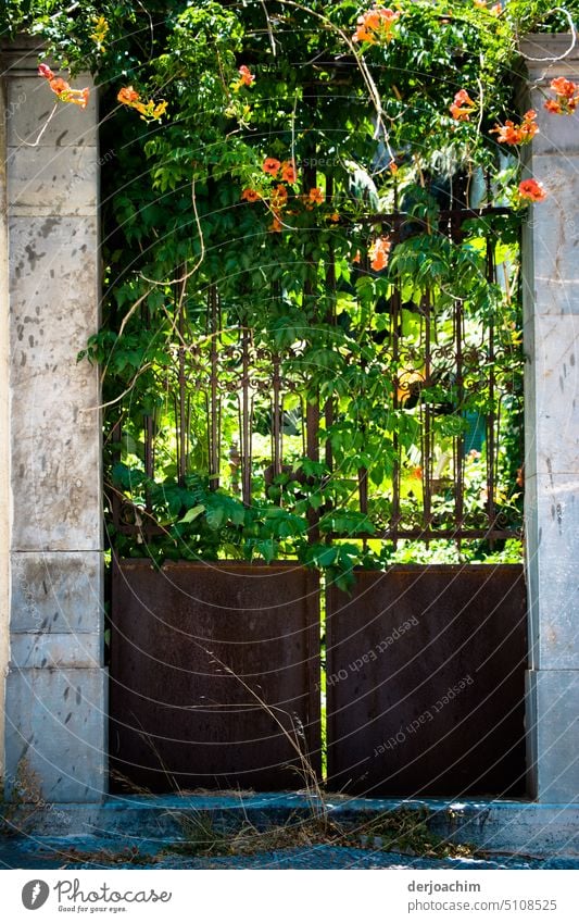 The iron gate has long been closed. The plants reclaimed their terrain all. Goal Architecture Exterior shot Deserted Day Colour photo Tourist Attraction