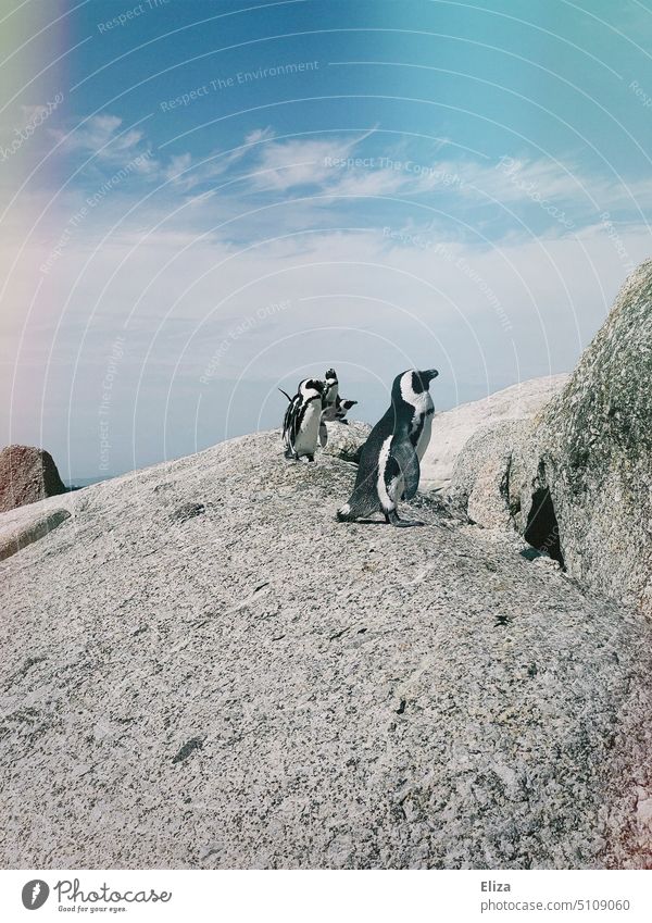 Penguins on a rock at Boulders Beach in South Africa Rock Summer Exterior shot Blue sky animals group Web-footed birds Gray Wild animal Nature