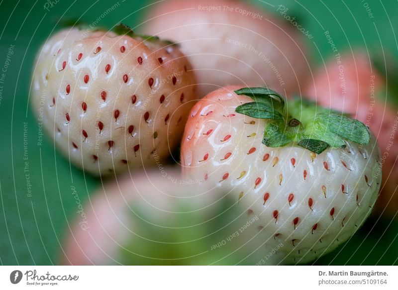 White fruited cultivated strawberries, pineapple strawberries Pineapple strawberries Cultivated strawberries strawberry Strawberry white-fruited Fruit fruits