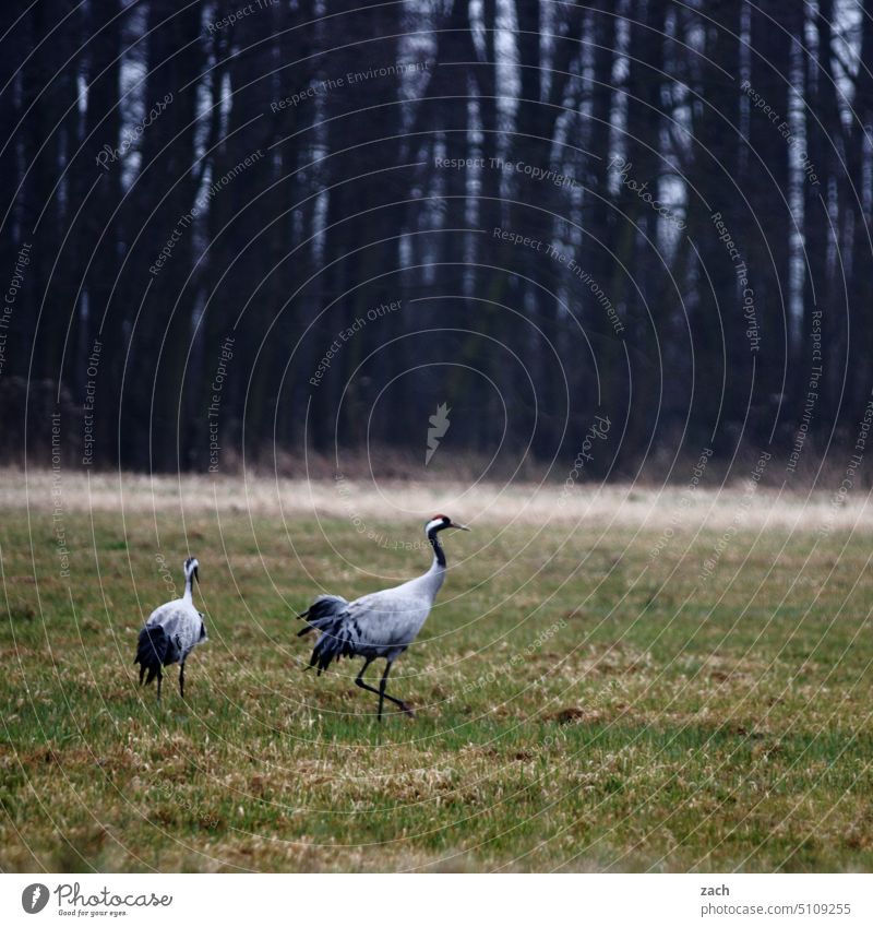 close to nature | morning walk Crane Cranes Bird birds Migratory bird Migratory birds Autumn Nature Winter Field