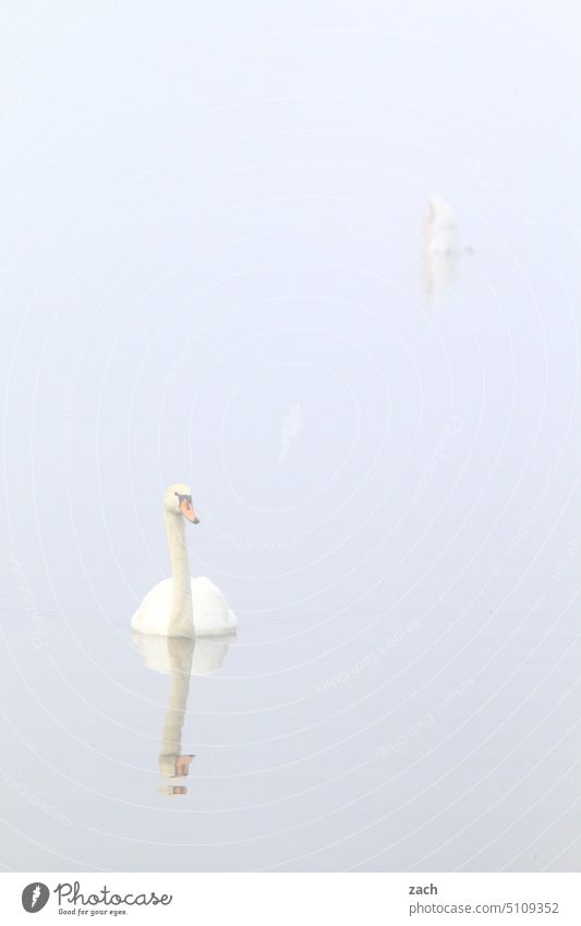 gray in gray | Swan Lake Bird Fog Morning Autumn Water Gray Animal Swimming & Bathing Autumnal Reflection foggy Misty atmosphere Müggelsee tranquillity Calm