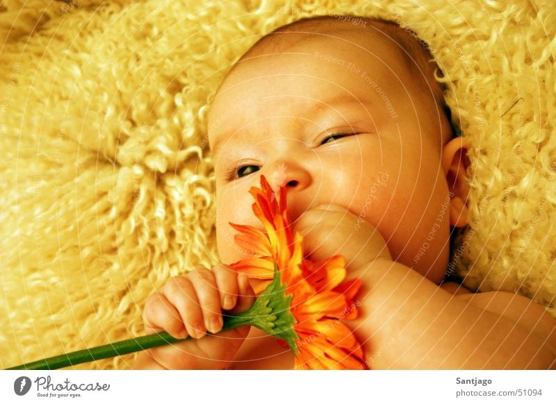 flower baby Baby Toddler Flower Sweet Portrait photograph