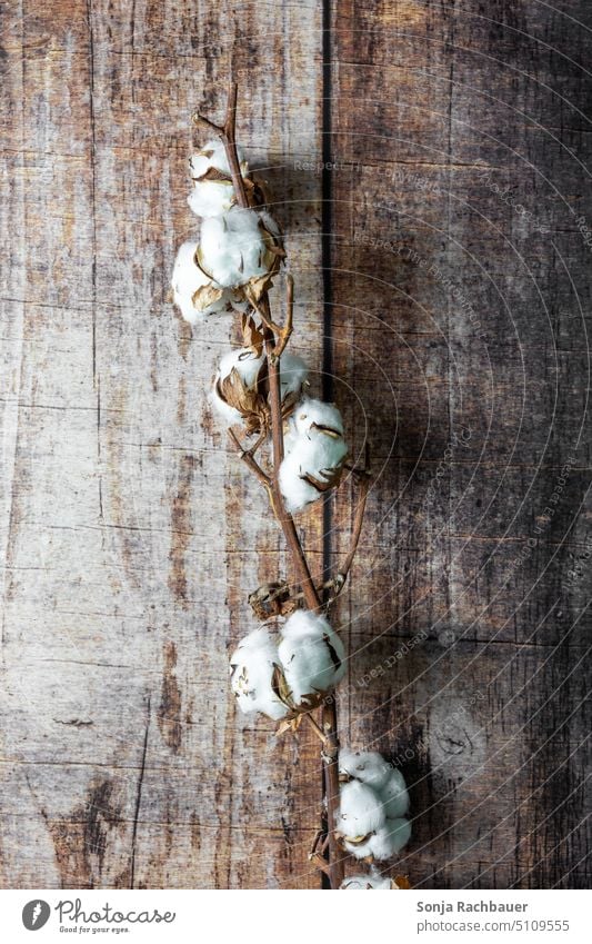 A cotton branch on a rustic wooden table Cotton plant Twig Wooden table Brown Rustic White Dried Cotton flowers Nature Plant Environment Autumn background Dry