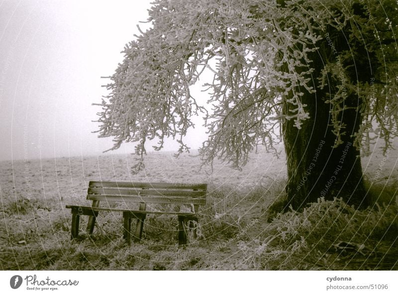 Tree with bench Cold Meadow Winter Fog Impression Moody Calm Romance Black & white photo Bench Hoar frost Frost Branch Snow Landscape