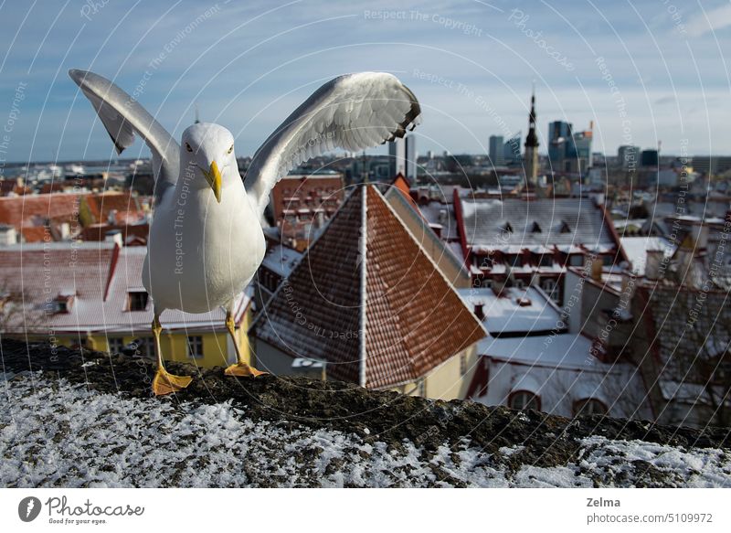 Seagull with outstretched wings on the roofs of the old town of Tallinn, Estonia bird city Roof panoramic view travel card postcard travel destination