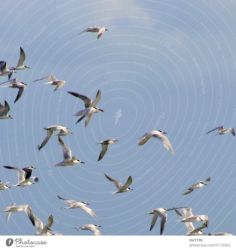 Terns III Summer North Sea animals birds Wild Birds group Flock Sandwich Tern black bill Blue sky flapping Flying