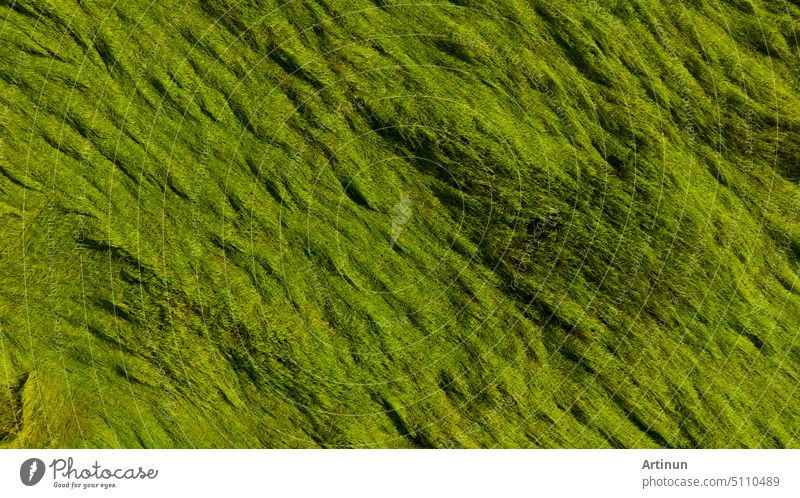 Aerial view of green rice field texture background. Rice plants bend down to cover ground from monsoon winds. Natural pattern of green rice farm. Above view of agricultural field. Beauty in nature.