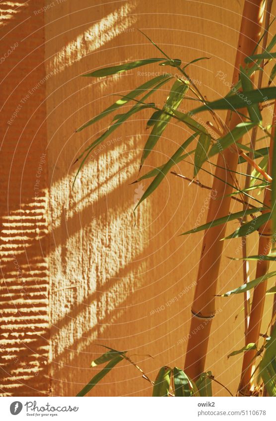 At the chinaman Pattern Mysterious Wall (building) Bamboo stick Detail Close-up Plant Exotic twigs conduit Shaft of light Shadow play Orange Bright Colours
