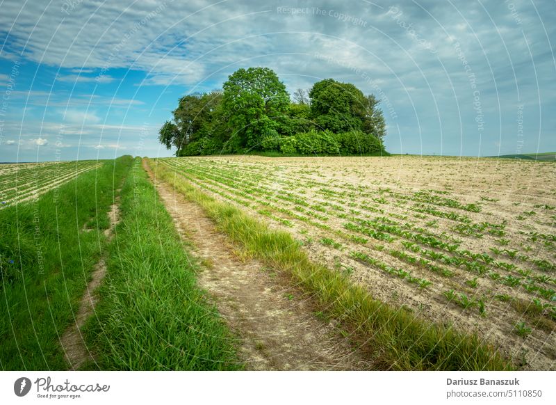 A dirt road and a field with crops, a group of trees on the horizon rural plant agriculture nature summer grass land sky cloud farm landscape season blue green