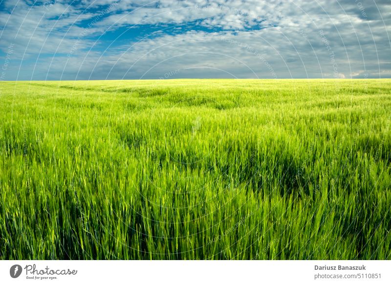 Barley field and clouds on blue sky barley agriculture summer green nature landscape background plant spring meadow rural grass beautiful farm wheat country