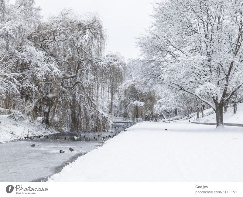 Snowy park with stream on which ducks and seagulls have their home location Park Brook black-and-white trees Winter Nature Cold Landscape Tree White Forest