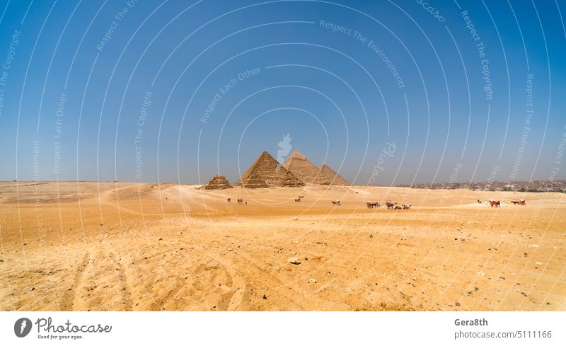 ancient pyramid in the desert in  egypt Africa Cheops Egyptian Luxor antique archeology architecture blue cairo excursion famous giza great historical history