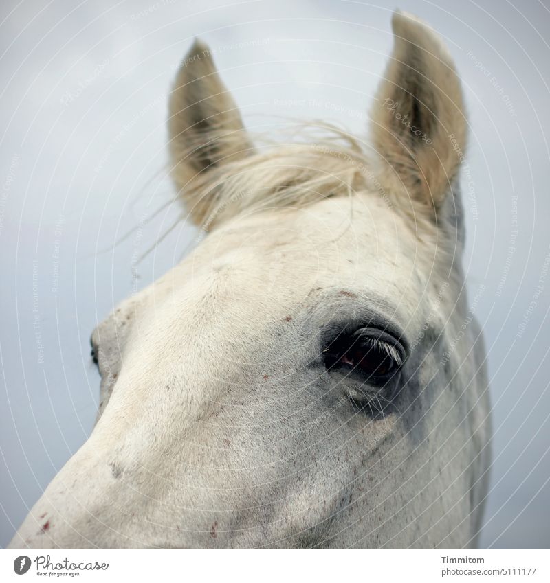 Horse head square Gray (horse) Head Eyes Eyelash ears hair Crested FurBones Wind Sky Blue Animal portrait Hair Exterior shot Deserted