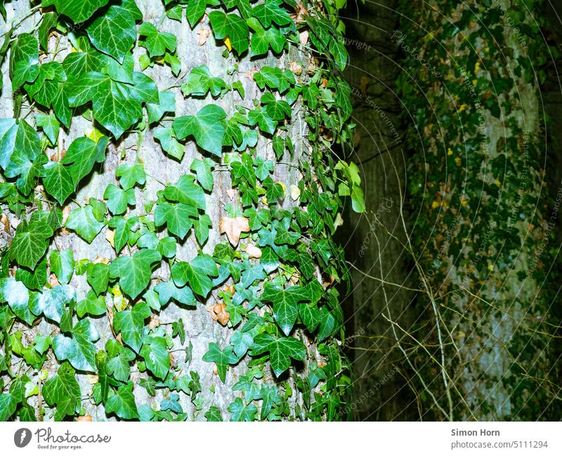 Ivy on tree trunks wax Tree trunk thickets Tree bark Forest Environment Nature forest path Growth invasion