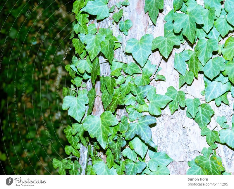 Ivy on tree trunks wax Tree trunk thickets Tree bark Forest Environment Nature forest path Growth invasion