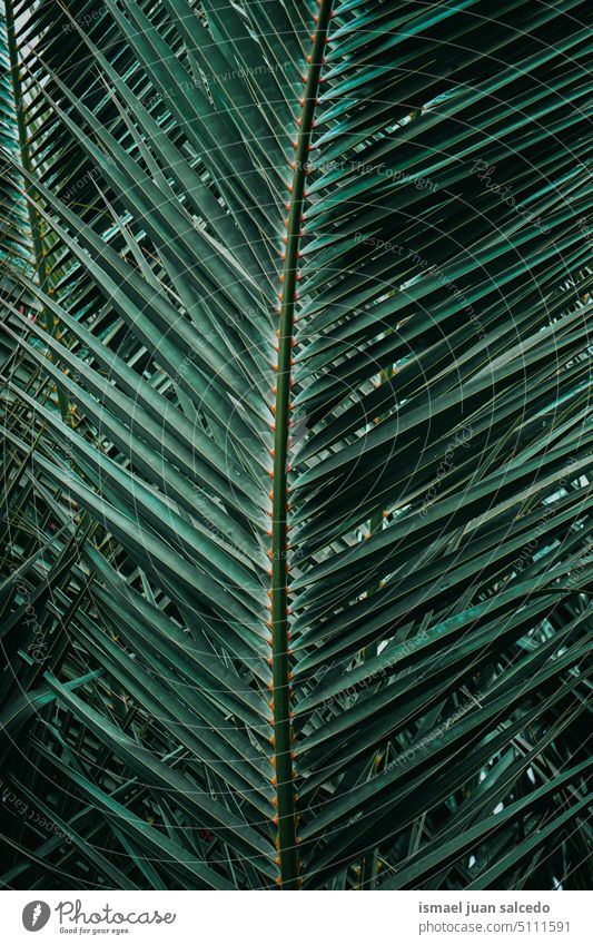 green palm tree leaves in springtime, green background branches plant leaf palm leaf palm leaves green leaf green leaves nature tropical tropical climate