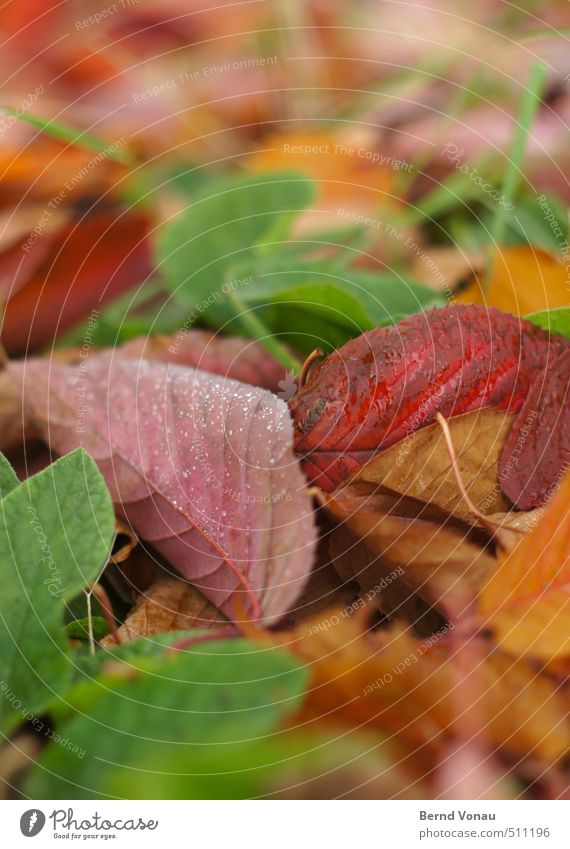 colorful foliage Autumn Plant Leaf Multicoloured Yellow Green Pink Red Autumn leaves Drops of water Muddled Under Rachis Dew Blur Grass Damp Cold Colour photo