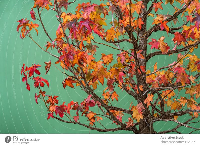 Tree with colorful foliage against green wall tree autumn nature trunk house leaf branch vegetate yellow plant fall red season multicolored bright environment