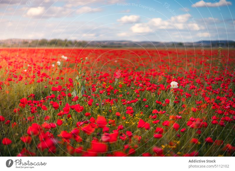 Blooming field of red flowers landscape poppy nature meadow bloom blossom hill picturesque countryside flora plant cloudy grass environment mountain scenery