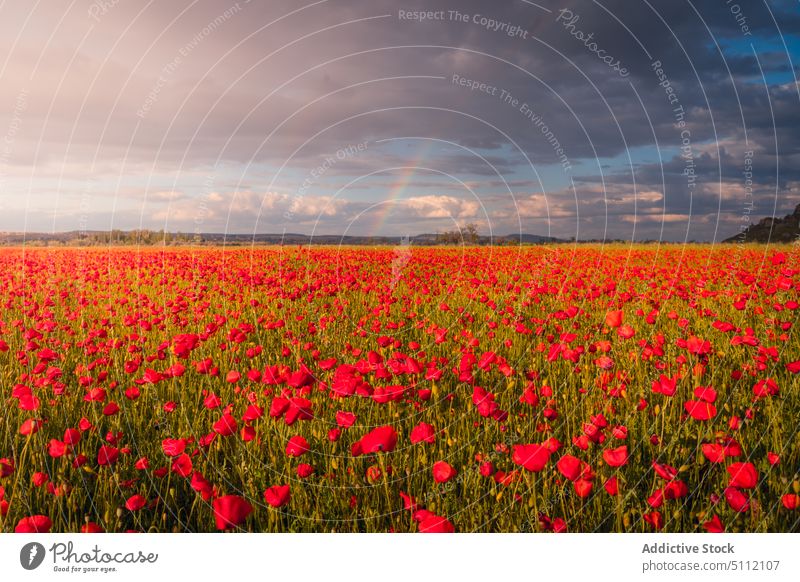 Blooming field of red flowers landscape poppy nature meadow bloom blossom hill picturesque countryside flora plant cloudy grass environment mountain scenery