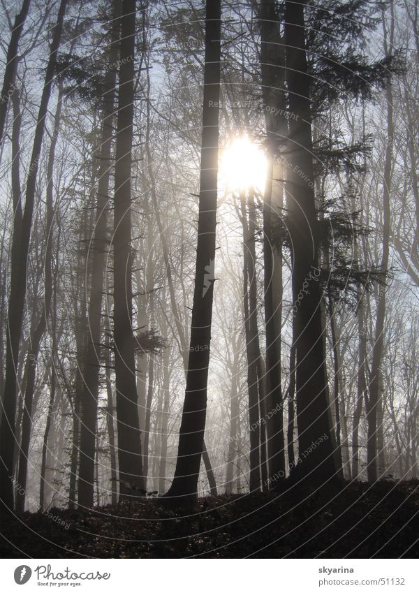 light comes through Forest Fog boundary Fir tree Light Brilliant Sun