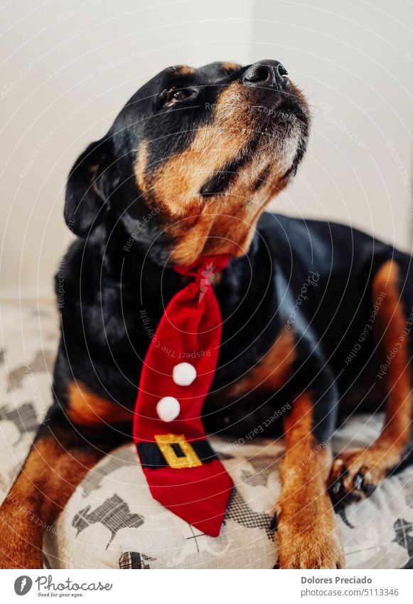 Rottweiler dog celebrating Christmas with a red tie adorable animal background beautiful black breed brown canine cap card cartoon celebrate celebration