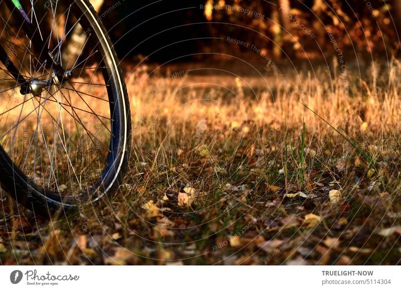And then I rode my bike into the countryside and took a picture of the autumn forest and there I saw: the front wheel had come partially into the picture Autumn
