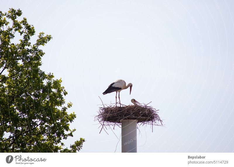 Stork sitting in the nest stork stork nest birds family animal spring wildlife couple feather nature mother and father fagagna natural fly