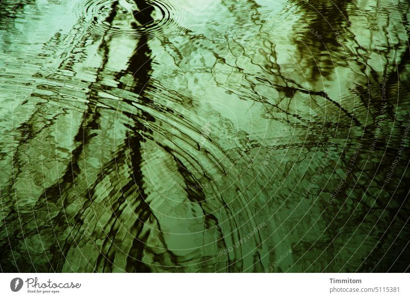 The surface of the water of a pond in hopeful green Water Surface of water water rings Lake Calm Reflection trees branches Bleak Nature reflection Idyll