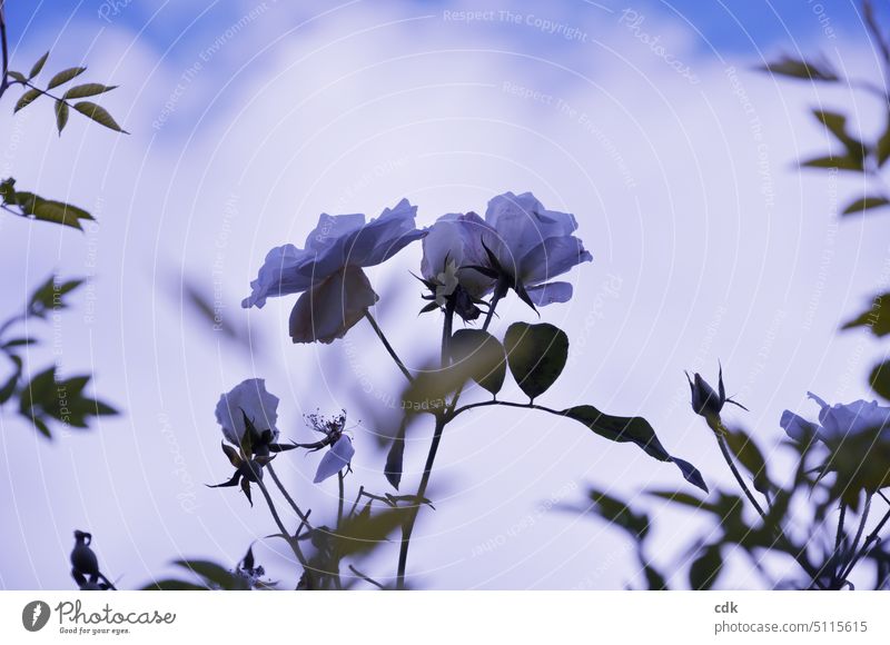 The last white roses bloom in the cold late autumn. Autumn Winter Seasons Cold Nature Deserted Transience Exterior shot Day Plant Sky Clouds Close-up Garden