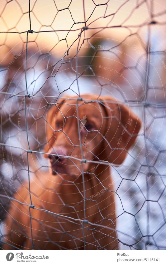 Dog behind wire fence Fence Fenced in penned Animal Pet Looking Animal portrait Captured Exterior shot Colour photo Observe Curiosity Cute