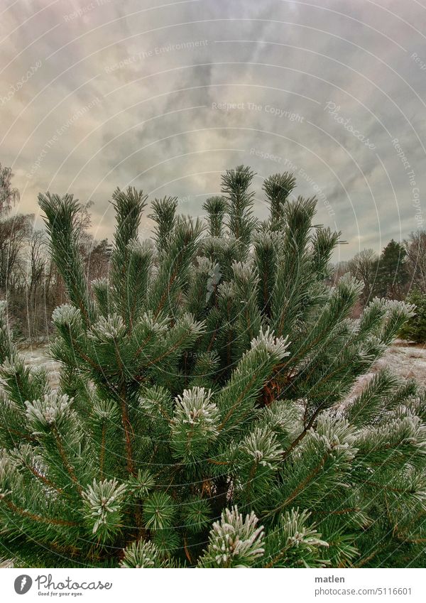 Pine with hoarfrost Jawbone hoar frost Winter Snow Nature Cold Deserted Exterior shot Frost Forest Sky Clouds