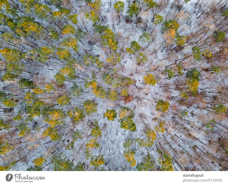 Aerial view of a forest near Mannheim. Antenna Aerial photograph Forest Drone Snow Winter Tree Germany Europe Landmark Landscape Mountain Sky Nature Rock Valley