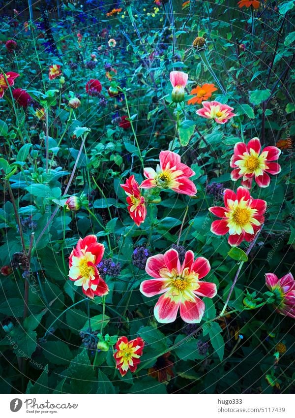 One more flowers Flowering plant Blossoming Nature Colour photo Plant flora blurriness Summer naturally pretty Exterior shot Environment Garden Detail Green